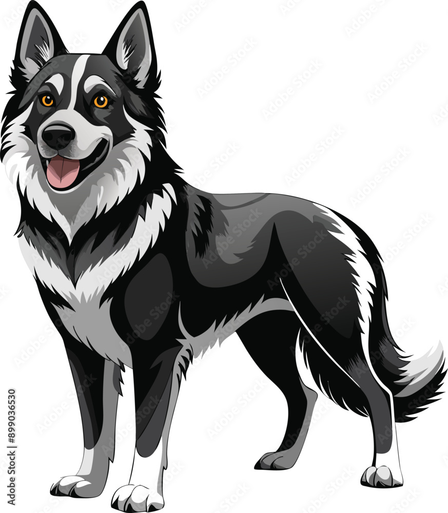 Fototapeta premium border collie dog