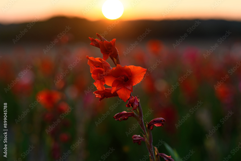 Obraz premium Calm. Red flower in field. Flower field at sunset. Rural landscape with red wildflowers.