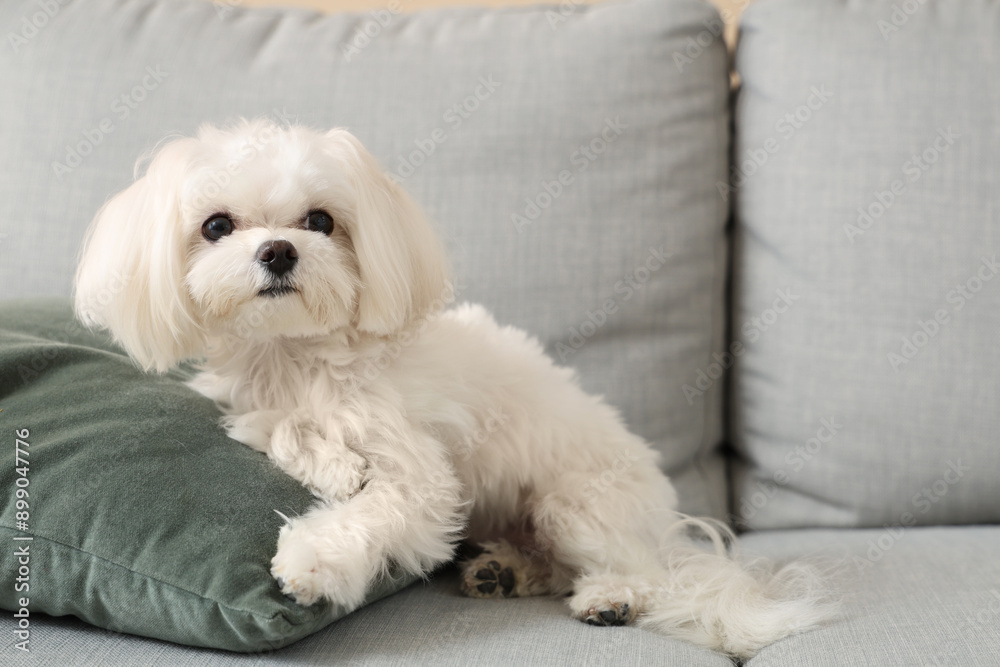 Cute Maltese dog on sofa at home, closeup Cute Maltese dog on sofa at home, closeup