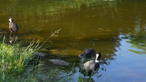 Sakarmeke ducks swim in a lake on a summer day photo