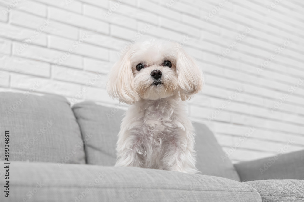 Cute Maltese dog sitting on sofa at home Cute Maltese dog sitting on sofa at home
