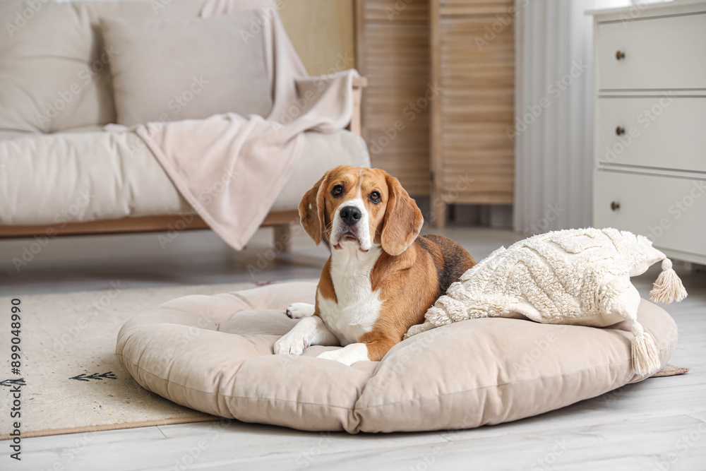 Cute Beagle dog in pet bed in living room Cute Beagle dog in pet bed in living room