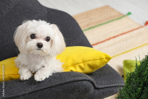 Cute Maltese dog in armchair at home