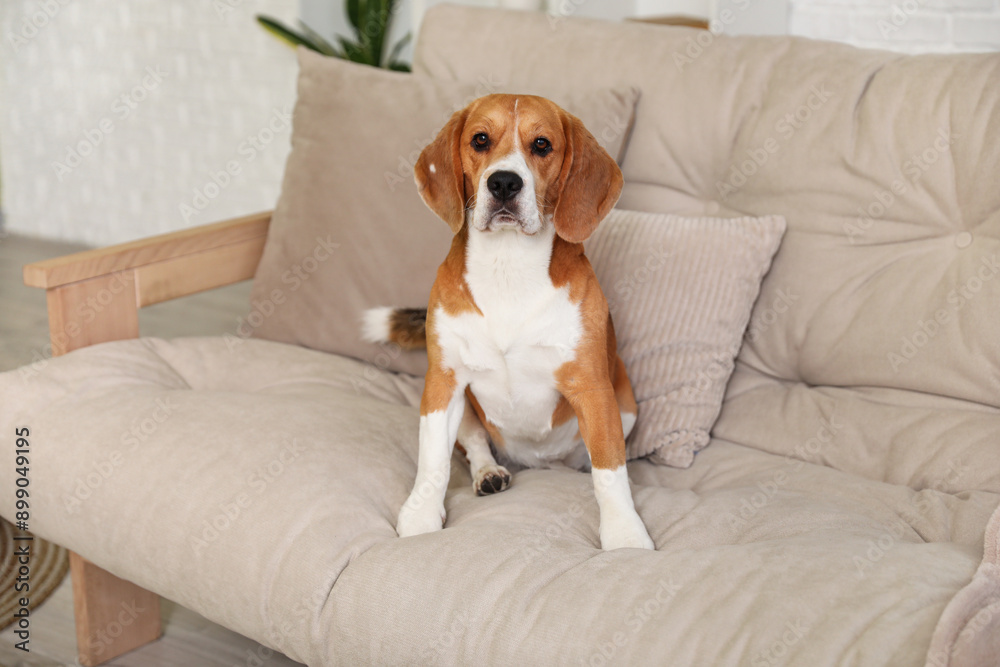 Cute Beagle dog sitting on sofa at home Cute Beagle dog sitting on sofa at home