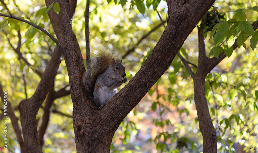 Obraz premium Rodent animal fauna. Autumn scene with Sciurus rodent animal. Wildlife nature. Gray squirrel in forest. Eastern gray squirrel outdoor. Wild animal in nature. Squirrel on the tree. Rodent behavior
