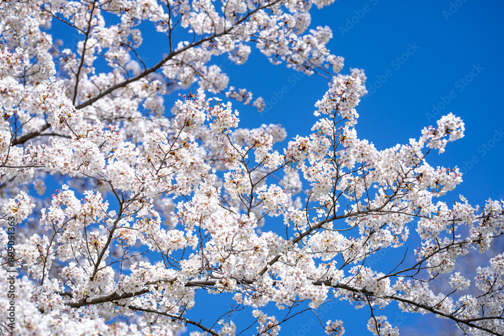 White blossom flower pattern. Flower pattern for spring background. Nature background. Flower pattern. Flower pattern design. White blossom flower pattern. Flower pattern for spring background. Nature background. Flower pattern. Flower pattern design.