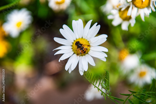 A bee lands on a daisy during the summer.