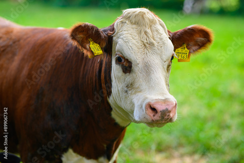 Wallpaper Mural Brown grazing cow. Hereford cow at summer green field. Grazing cow at a green pasture. Summer countryside landscape and pasture for cows. Cow herd in the countryside. Cows on farmland. Milk farm. Torontodigital.ca