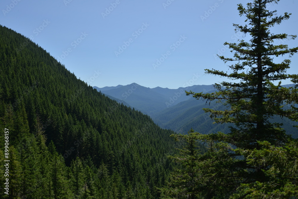 Two pine trees in the foreground overlooking a mountain range that expands into the distance covered in dense pine woodland on clear sunny summer day. Two pine trees in the foreground overlooking a mountain range that expands into the distance covered in dense pine woodland on clear sunny summer day.