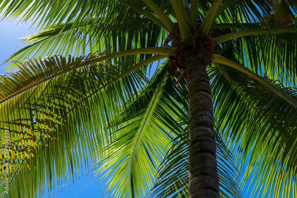 Palm trees on blue sky. Palm at tropical coast. Coconut tree background. Tropical palm leaf. Tropical green pattern texture. Palm trees on blue sky. Palm at tropical coast. Coconut tree background. Tropical palm leaf. Tropical green pattern texture.