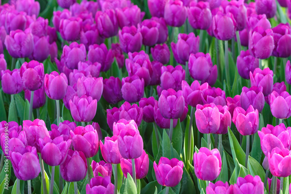 Obraz premium field of pink tulips