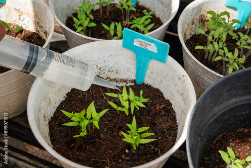 Watering a Little Plant Seedling in White Flower Pot with Repurposed Medical Injection Syringe