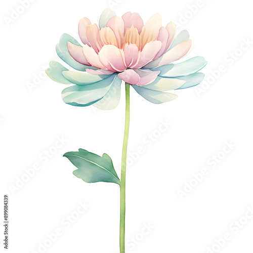 pink lotus flower isolated