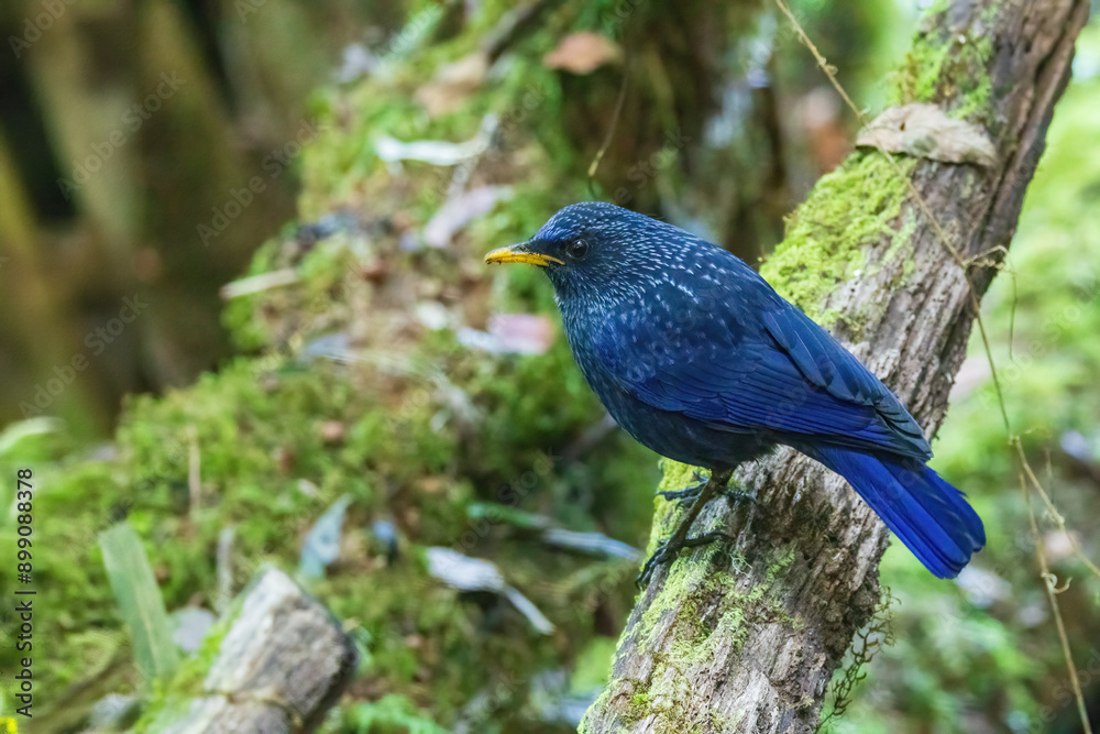 Φωτογραφία The Blue Whistling Thrush (Myophonus caeruleus) is a large, striking bird with vibrant blue plumage and blackish wings