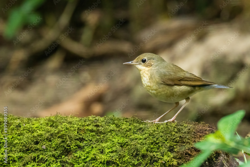 Φωτογραφία The female Siberian Blue Robin (Luscinia cyane) is a slender, long-legged songbird with a “crouched” profile with warm brown plumage with blue-tinted rump and whitish underparts