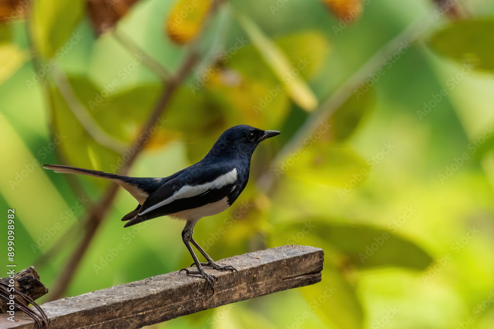 The male Oriental Magpie-robin (Copsychus saularis) has striking black and white plumage, with glossy black upperparts and white underparts. The male Oriental Magpie-robin (Copsychus saularis) has striking black and white plumage, with glossy black upperparts and white underparts.