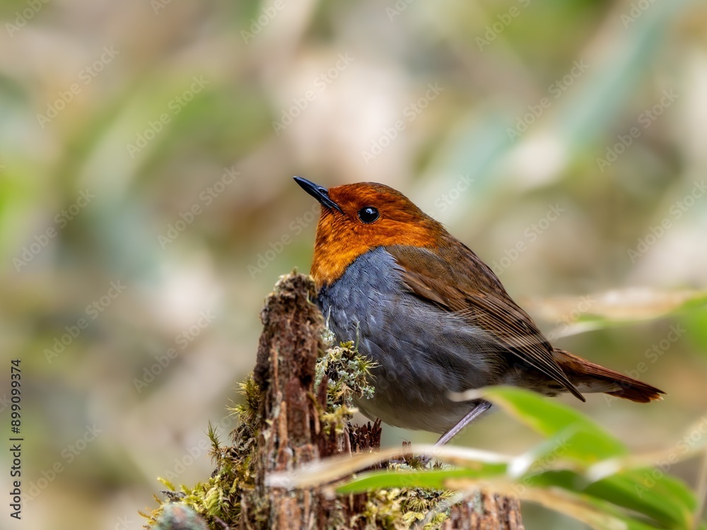 Fototapeta premium 森の中で枝に留まって周りを見渡しているコマドリの雄