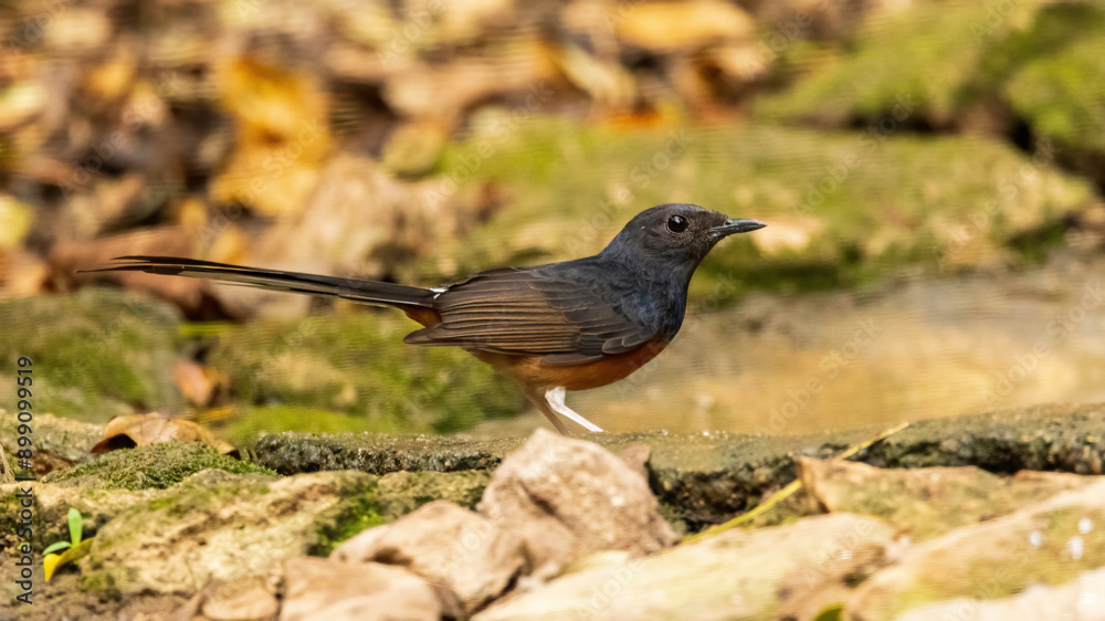 Obraz premium The female White-rumped Shama (Copsychus malabaricus) has a dark grey head and upperparts with conspicuous white rump and blackish tail; the chest is pale orange-rufous color.