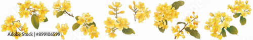 Yellow flower of osmanthus, yellow petal and green bud vector illustration on white background. Japanese flowers for decoration in spring or summer season 