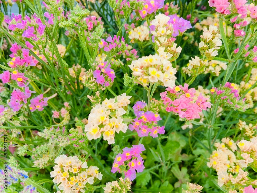 Obraz premium Limonium sinuatum or statice Flowers 