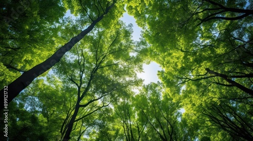 A peaceful scene of a vibrant spruce forest, showcasing the rich green colors of the trees under a bright sun, with dappled light filtering through the foliage.