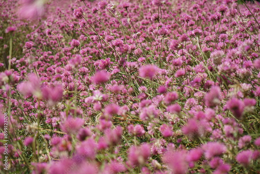 Obraz premium Zoom in the crowd of blossom purple daisy flowers in the wide field.