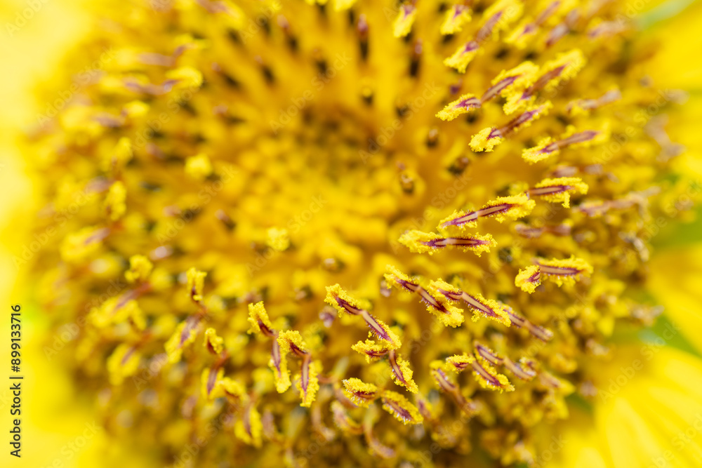 Full blooming of sunflower (Helianthus annuus) in Japan in mid-summer