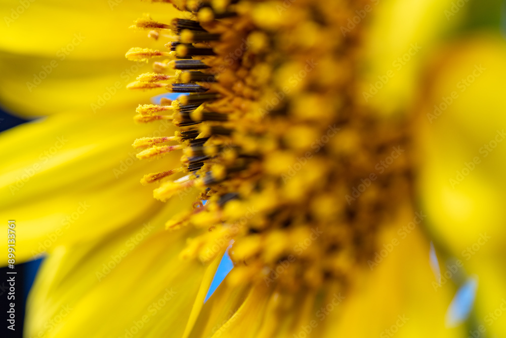 Full blooming of sunflower (Helianthus annuus) in Japan in mid-summer