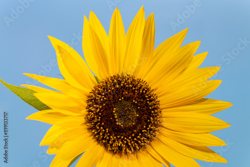 Obraz na płótnie Full blooming of sunflower (Helianthus annuus) in Japan in mid-summer w salonie