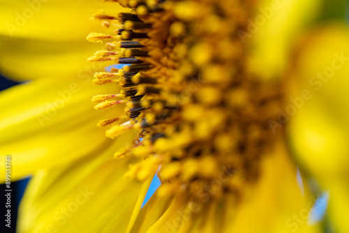 Obraz na płótnie Full blooming of sunflower (Helianthus annuus) in Japan in mid-summer w salonie