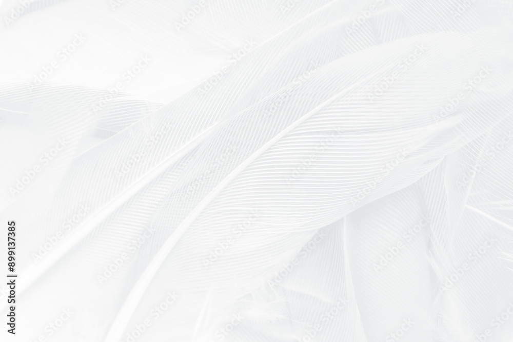 Obraz premium Gray white feather wooly pattern texture background