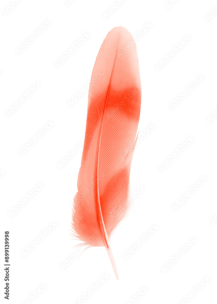Φωτογραφία Beautiful  lush lava orange colors tone feather isolated on white background