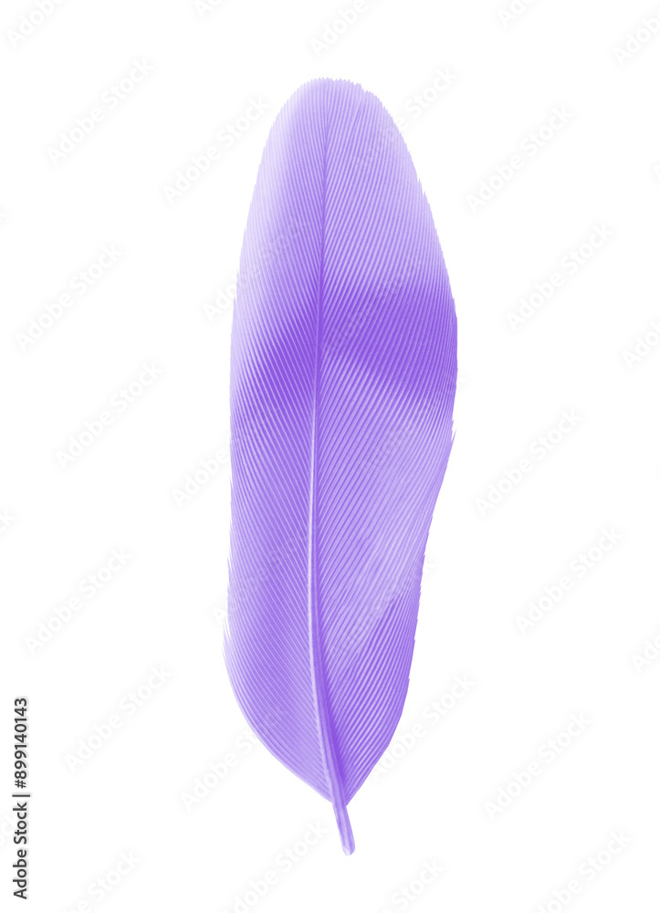 Beautiful purple colors tone feather parrot isolated on white background Beautiful purple colors tone feather parrot isolated on white background