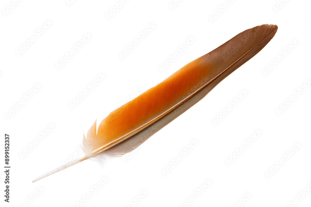 Beautiful eagle feather isolated on white background Beautiful eagle feather isolated on white background