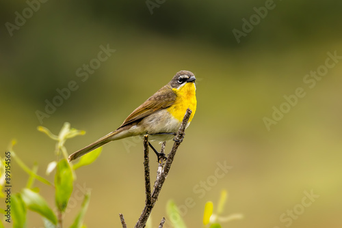 Closeup of a yellow-breasted chat photo