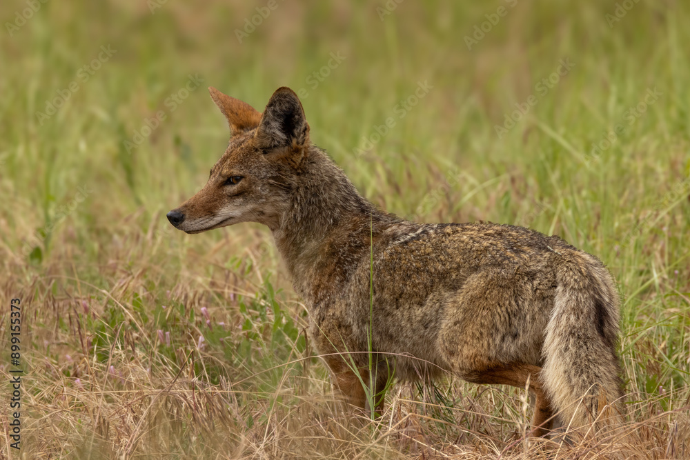 Closeup of coyote with green grass in the background Closeup of coyote with green grass in the background