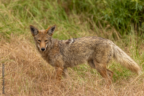 Closeup of coyote with green grass in the background