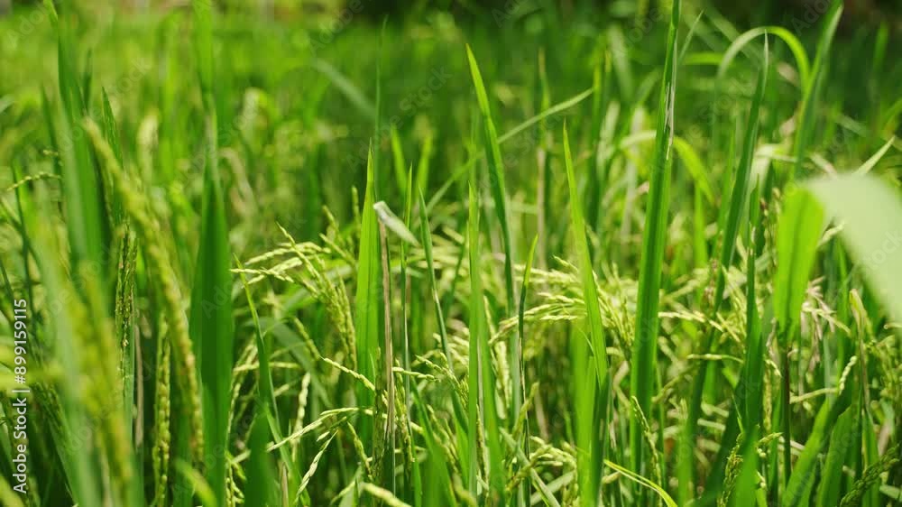 Close-up captures growth of rice ears in sunlit Asian field. Green stalks sway gently in breeze, signaling harvest time nears. Authentic rural farming scene with mature grain. Slow motion. Close-up captures growth of rice ears in sunlit Asian field. Green stalks sway gently in breeze, signaling harvest time nears. Authentic rural farming scene with mature grain. Slow motion.