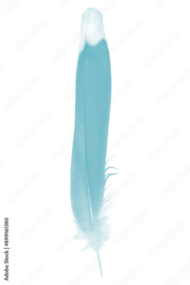 Beautiful feather color green turquoise isolated on white background Beautiful feather color green turquoise isolated on white background