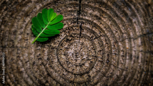 Felled tree with leaf photo