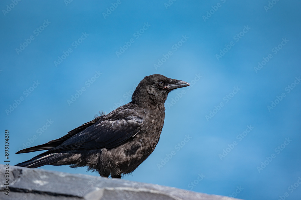 The American crow (Corvus brachyrhynchos) is a large passerine bird species of the family Corvidae. Shotgun Cove Trailhead, Whittier, Alaska
The American crow (Corvus brachyrhynchos) is a large passerine bird species of the family Corvidae. Shotgun Cove Trailhead, Whittier, Alaska