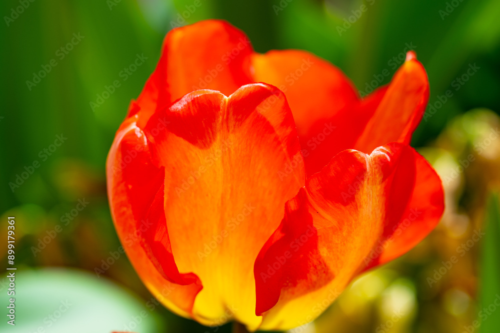 Close-up tulips in the spring garden. Beautiful blooming flowers in the spring park. Select focus shallow depth of field. Spring background. Tulipa. Blossom garden with tulips in April. Close-up tulips in the spring garden. Beautiful blooming flowers in the spring park. Select focus shallow depth of field. Spring background. Tulipa. Blossom garden with tulips in April.