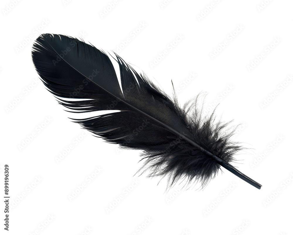 Obraz premium A black feather with a white background