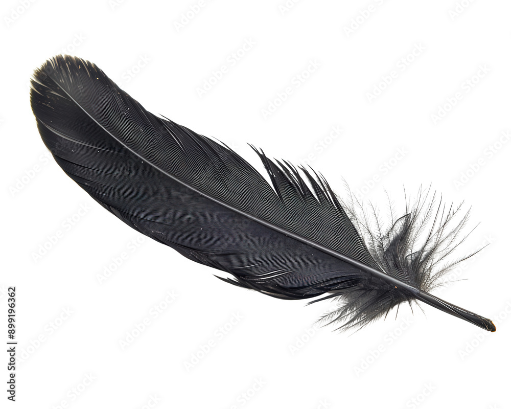 A black feather with a white background A black feather with a white background