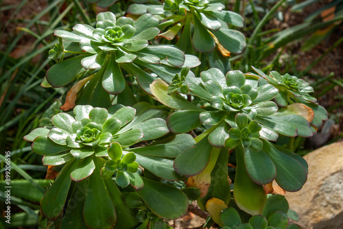 Exotic Desert Rose Succulents in Rocky Terrain. Macro View of Aeonium Plants with Distinctive Spiral Growth Pattern