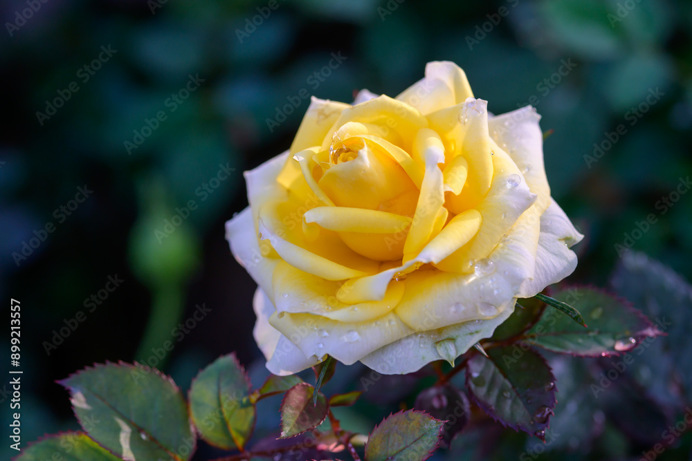 A yellow rose with water droplets on its petals blooms in the garden.