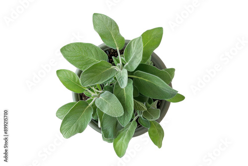 A Lush Potted Sage Plant Viewed From Above