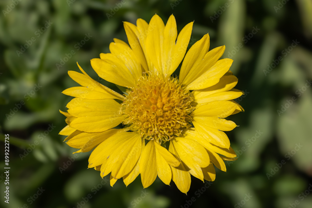 Gaillarde aristée jaune (gaillardia aristata). Gaillarde aristée jaune (gaillardia aristata).
