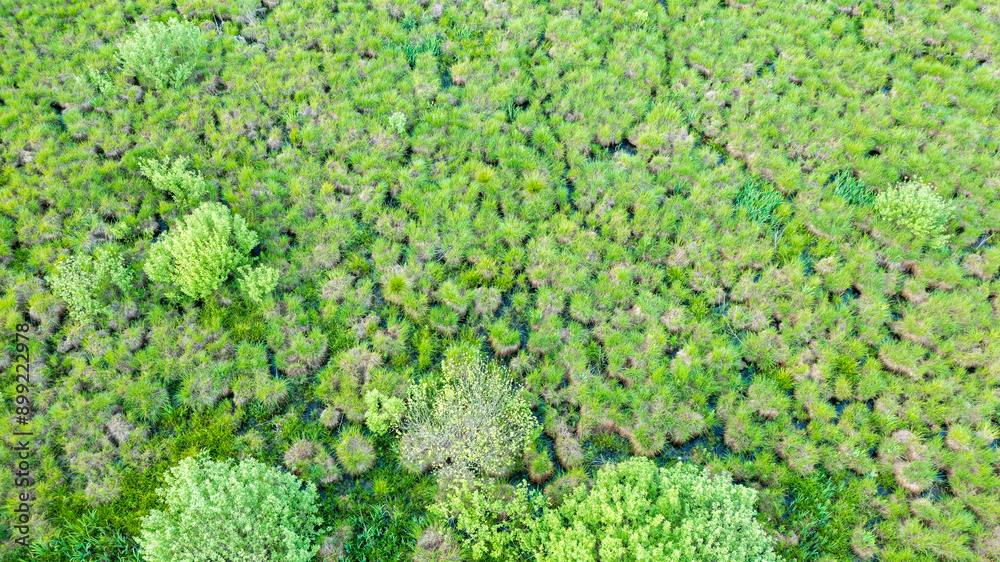 Springtime wetland in fresh green meadow