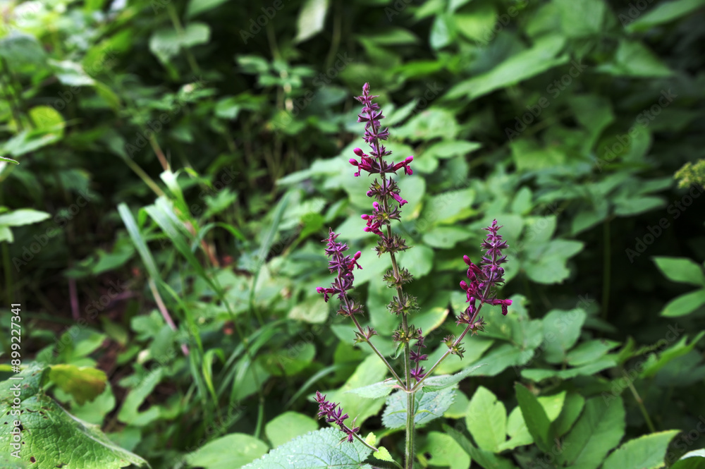 Close up of a hedge woundwort (stachys sylvatica) flower in bloom Close up of a hedge woundwort (stachys sylvatica) flower in bloom